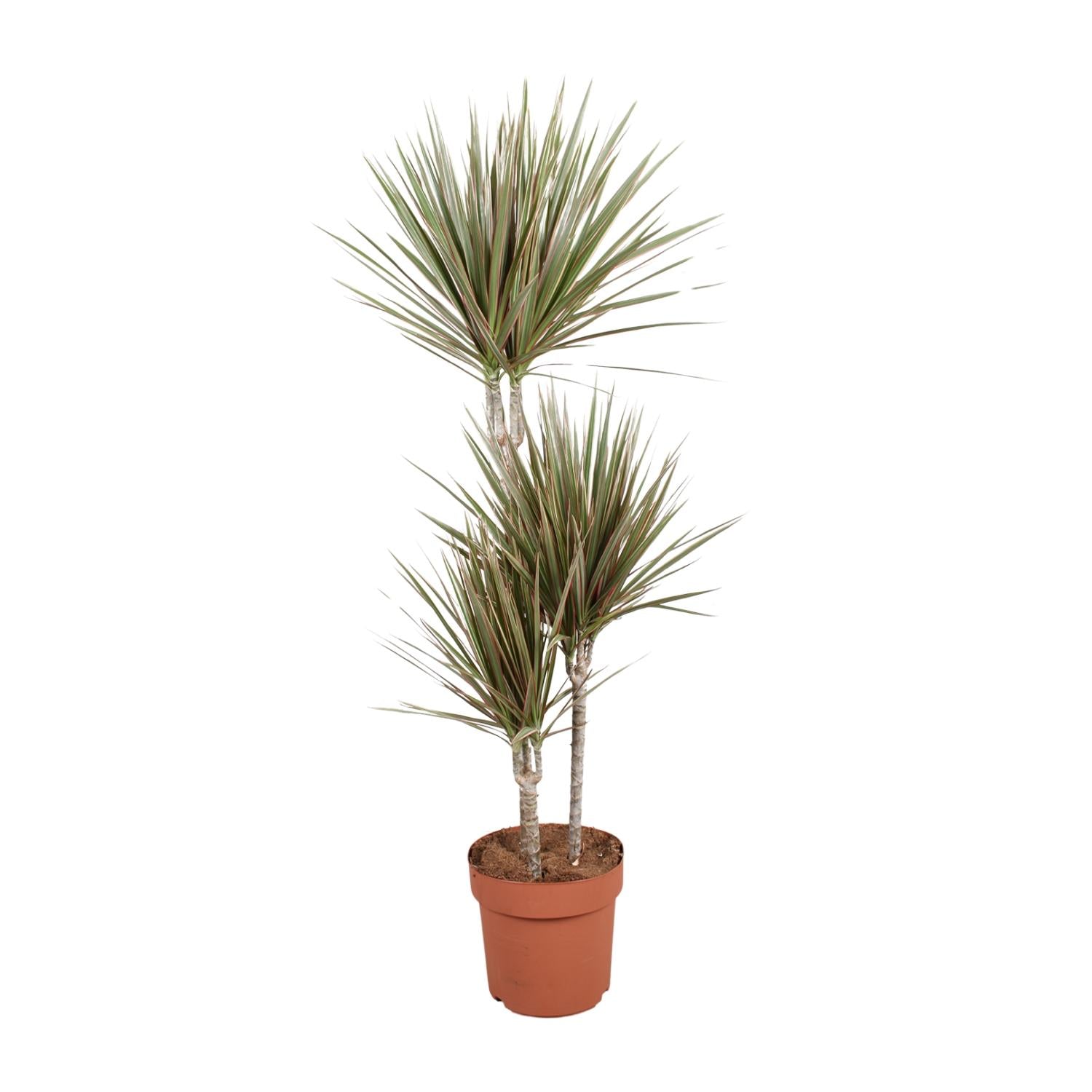 Dracaena bicolore - Ø21cm - ↕120cm