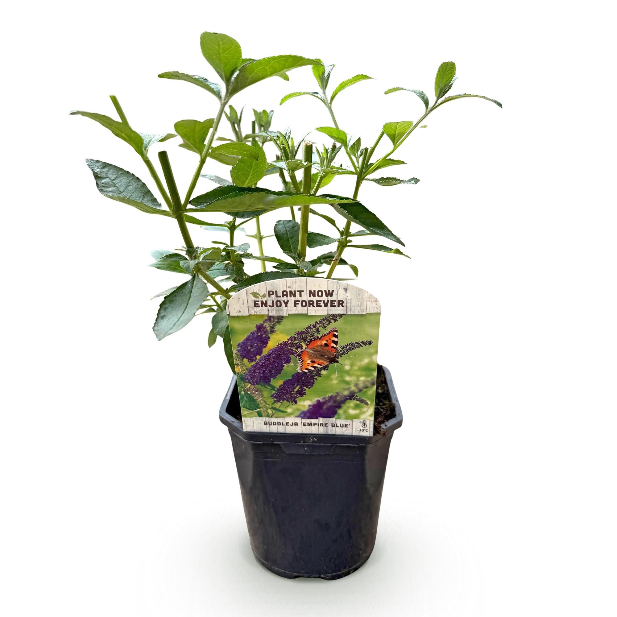 Green boutiQ - Buddleja davidii Empire Blue - Fiore Blu - 1 Pianta - Decidua - Attrattiva per Farfalle - Vaso 17 cm Altezza 25 cm