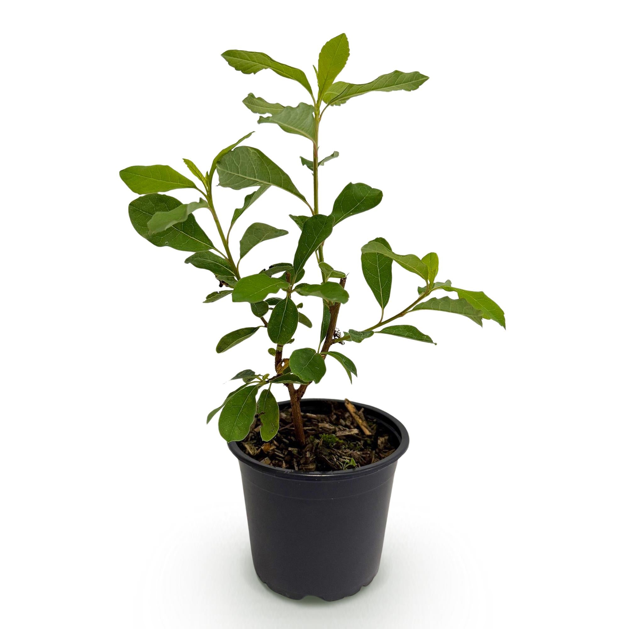 Cornus Florida - Bloem Wit-Roze - 1 Plant - Bladverliezend - Weinig Onderhoud - Pot 12cm Hoogte 35cm