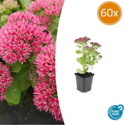 60 Sedum 'Herbstfreude' - ↕10-25cm - Ø9cm