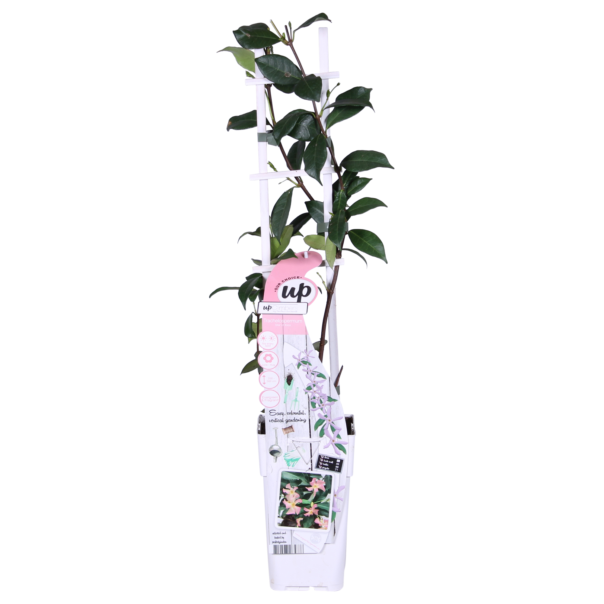 Trachelospermum 'Star of Ibiza' - Jasmin rose de Toscane - Ø15cm - ↕65cm
