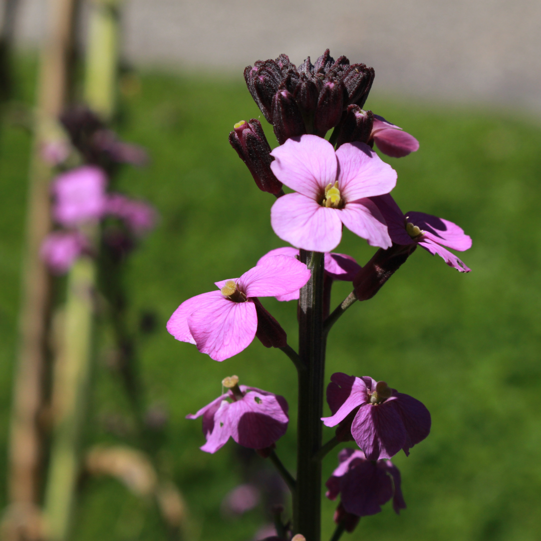 12x Erysimum 'Bowles' Mauve' - ↕10-25cm - Ø9cm