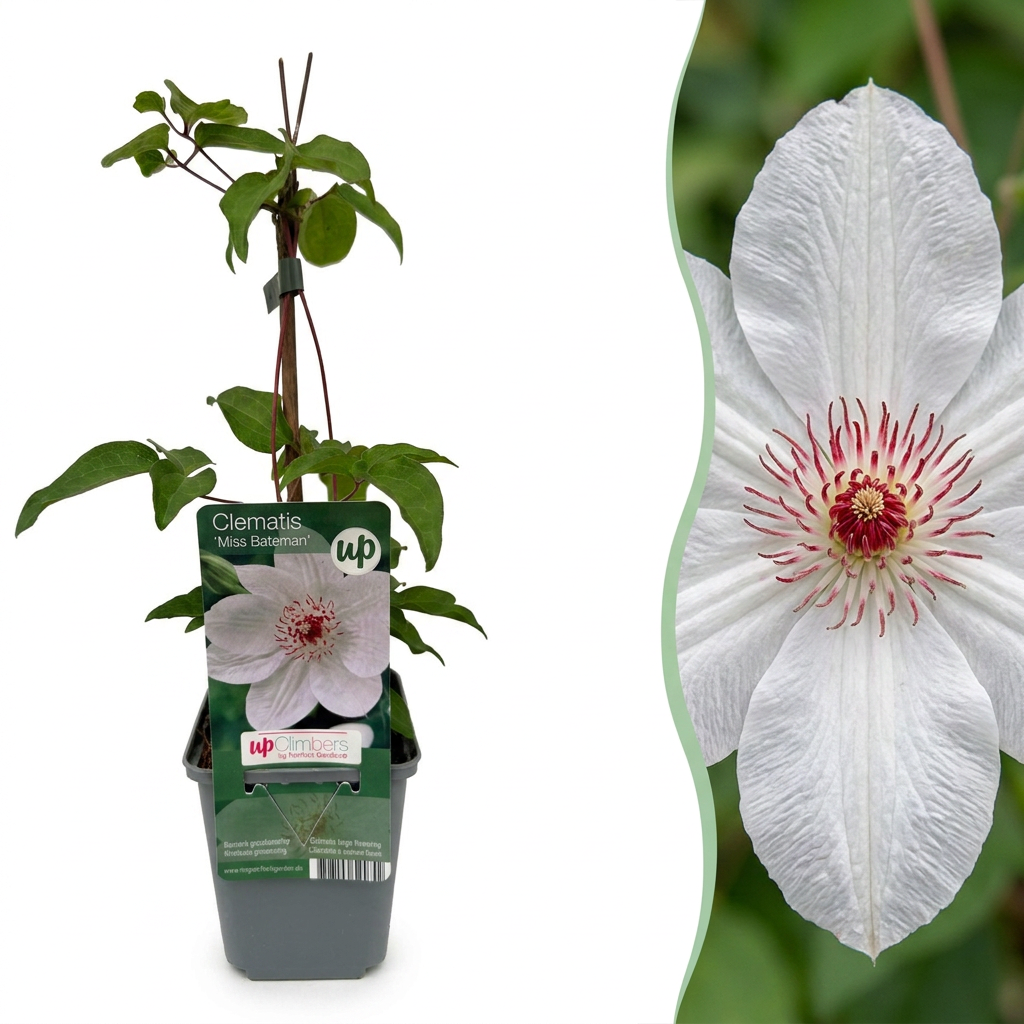 Clematis Miss Bateman - Clematis Miss Bateman 6x - Wit - Klimplant - Ø9cm - ↕35cm