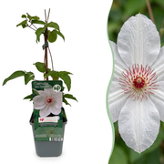 Clematis Miss Bateman - Clematis Miss Bateman 6x - Wit - Klimplant - Ø9cm - ↕35cm