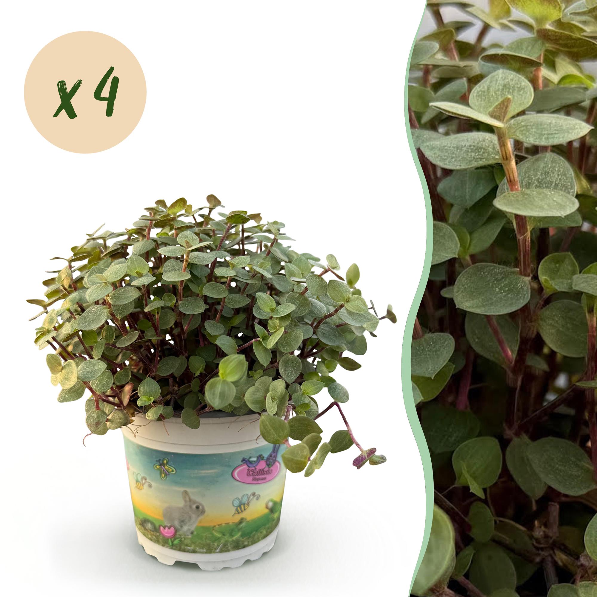 Calissia repens - Kattengras - Huisdiervriendelijk - Groen - 4 Planten - Pot 12cm - Hoogte 17-20cm