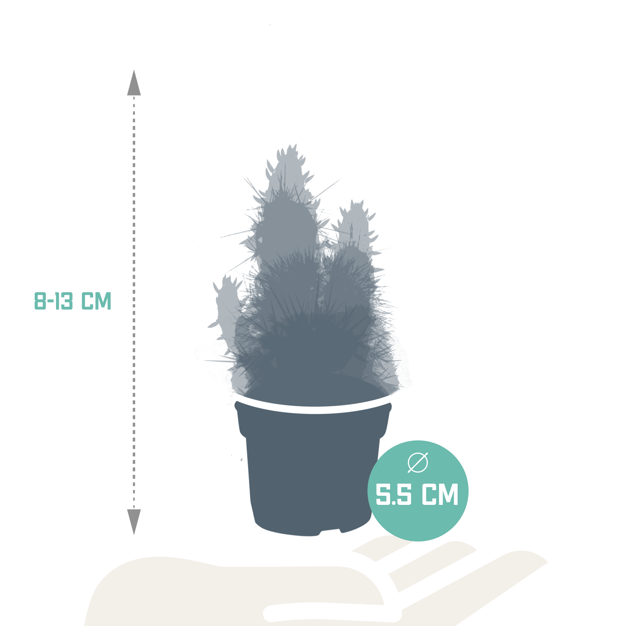 Mix di cactus 5,5 cm - 5x - senza vaso