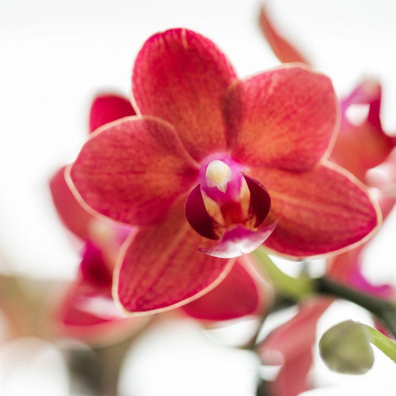 Kolibri Orchids | orchidea Phalaenopsis rossa - Congo + travertino Diabolo - dimensioni vaso Ø9cm | pianta da appartamento fiorita - fresca dal coltivatore