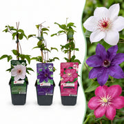 Clematis Tricolour - Driekleurige bosrank - 12x Paars - Roze - Wit - Klimplant - Ø9cm - ↕35cm