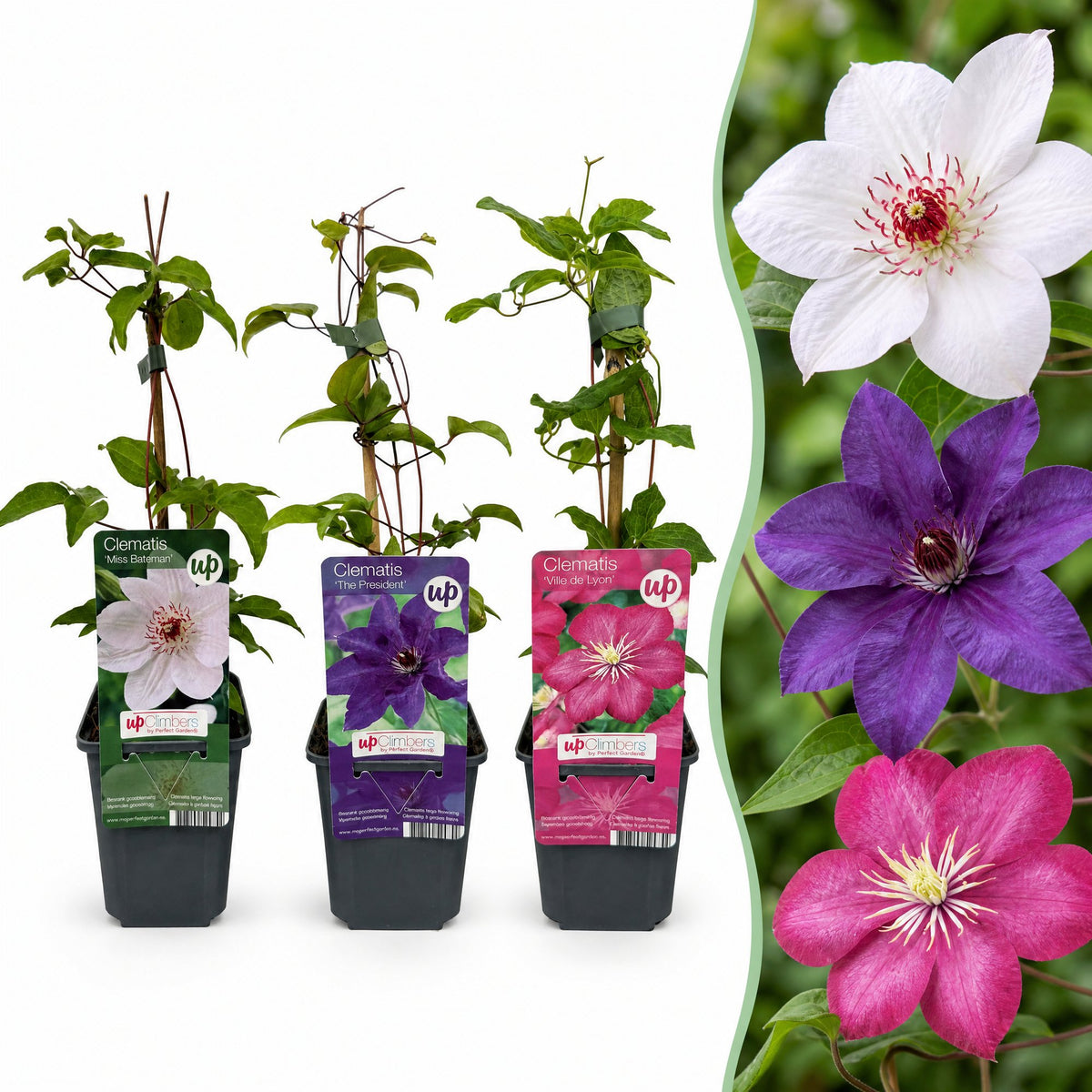 Clematis Tricolour - Driekleurige bosrank - 12x Paars - Roze - Wit - Klimplant - Ø9cm - ↕35cm