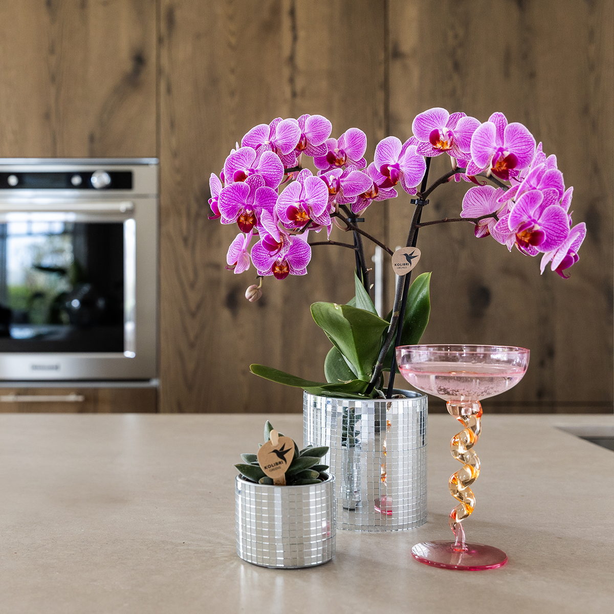 Kolibri Orchids | Paarse Vienna orchidee + Disco sierpot – potmaat Ø9cm | bloeiende kamerplant – vers van de kweker