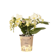 Kolibri Orchids | Gele Phalaenopsis orchidee - Botanic Geel- Ø9cm
