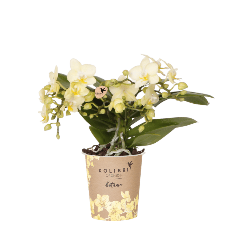 Kolibri Orchids | Gele Phalaenopsis orchidee - Botanic Geel- Ø9cm