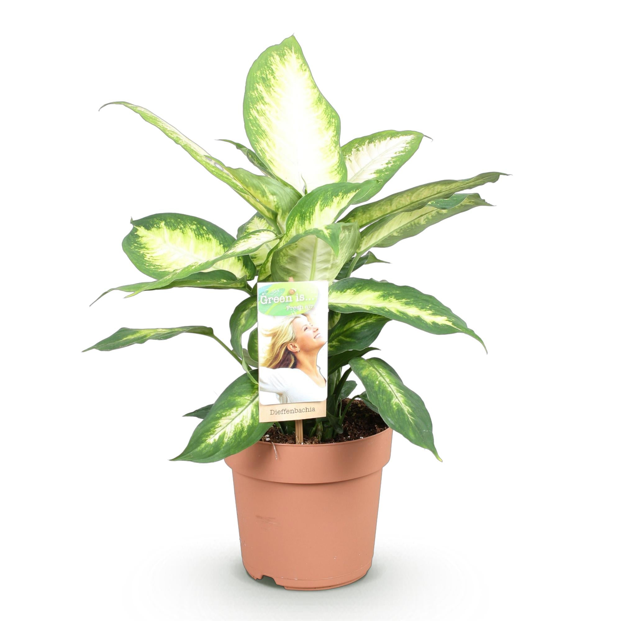 Diefenbachia Camilla - Weinig onderhoud - Groen - 1 Plant - Pot 17cm - Hoogte 45-50cm