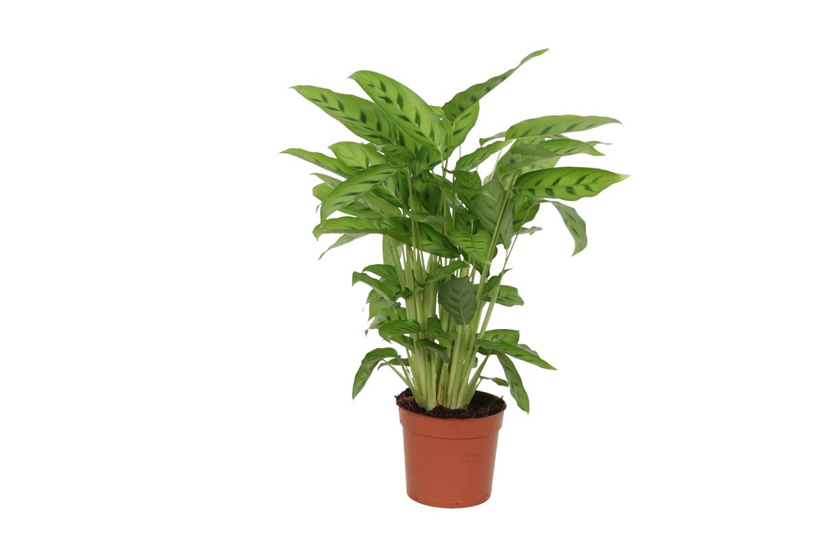 Calathea Leopardina – 35 cm – Ø12 cm