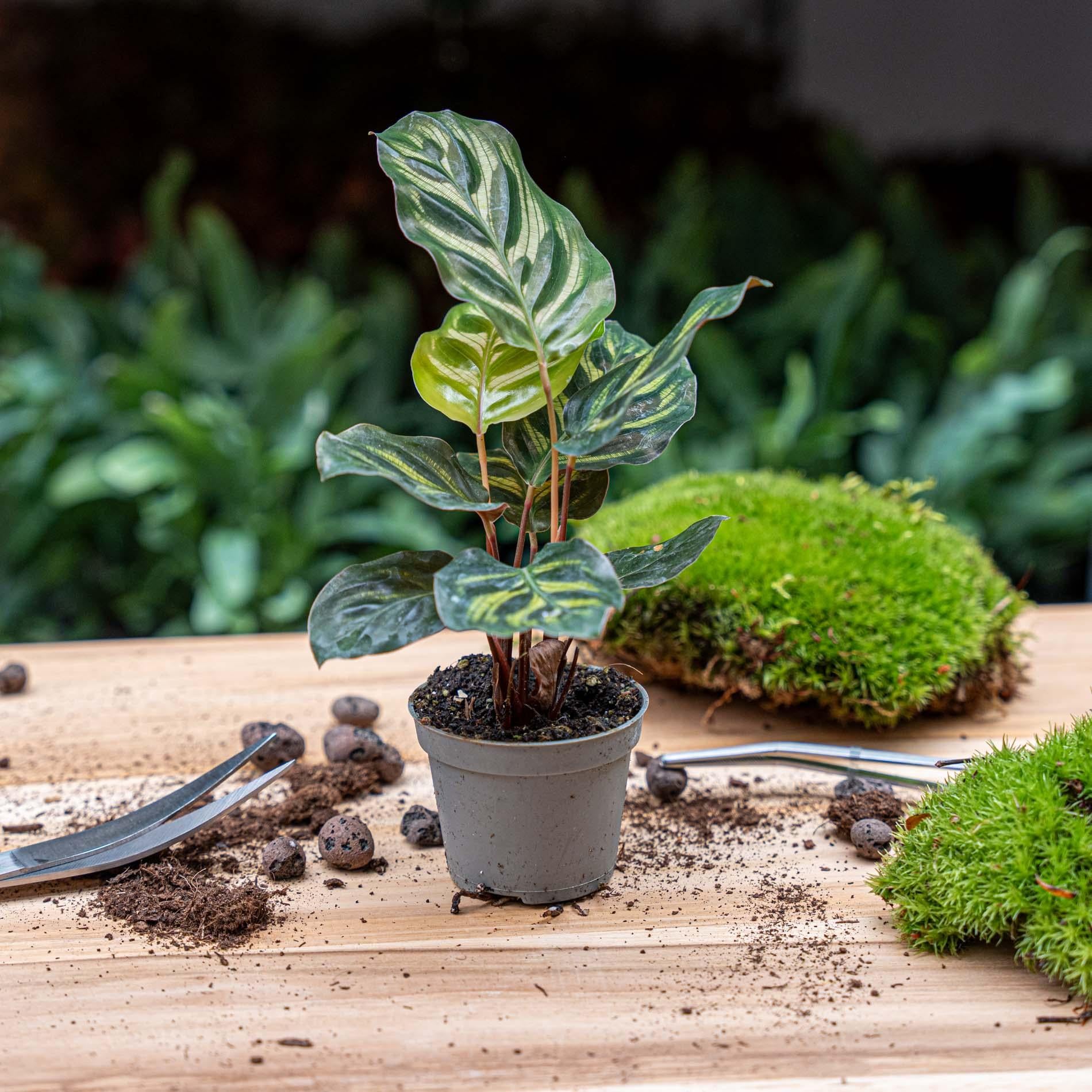 Calathea Makoyana - Plante Paon - Plante pour Terrarium - Pot de 6 pouces