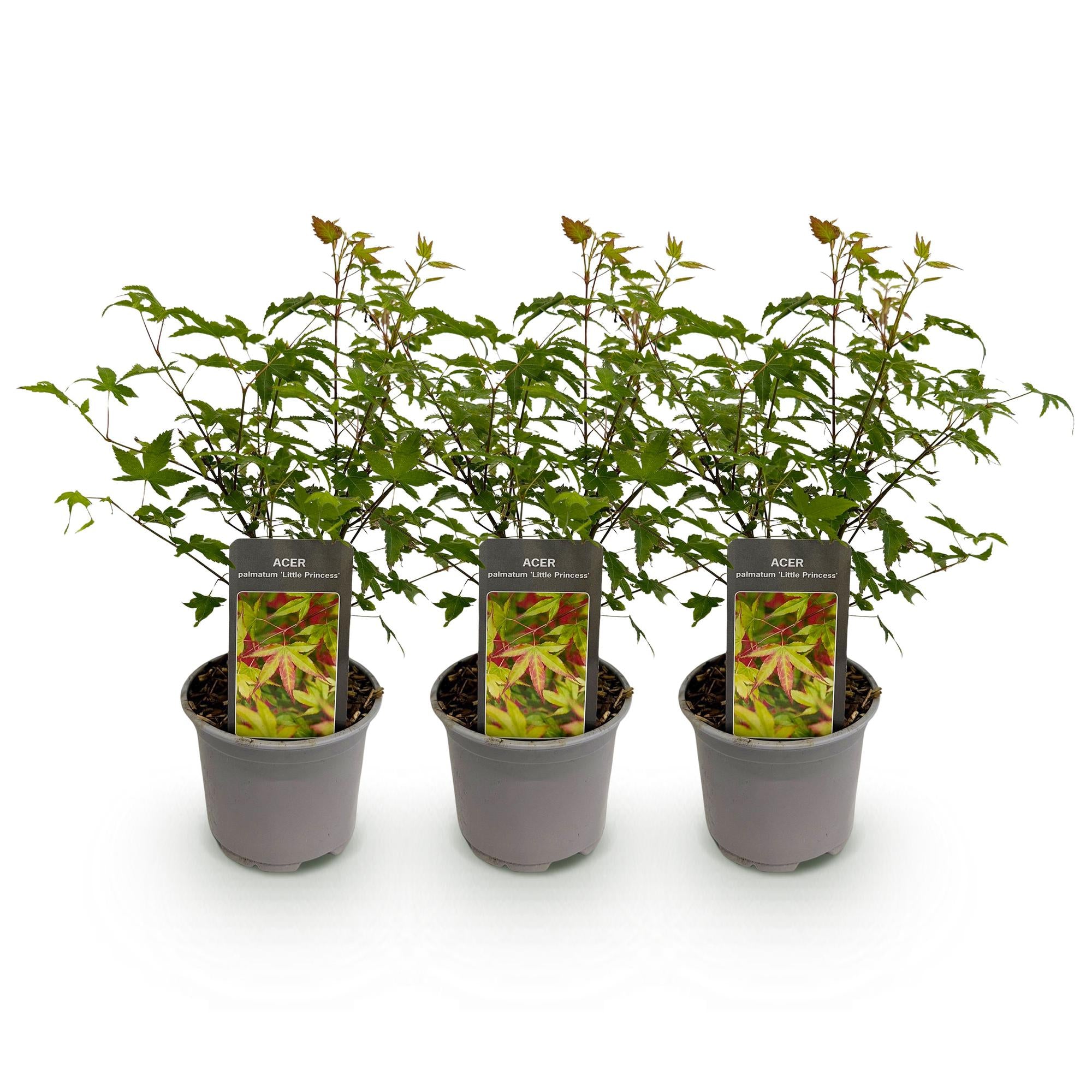 Acer palmatum Little Princess - Groen - 3 Planten - Bladverliezend - Weinig Onderhoud - Pot 12cm Hoogte 35cm