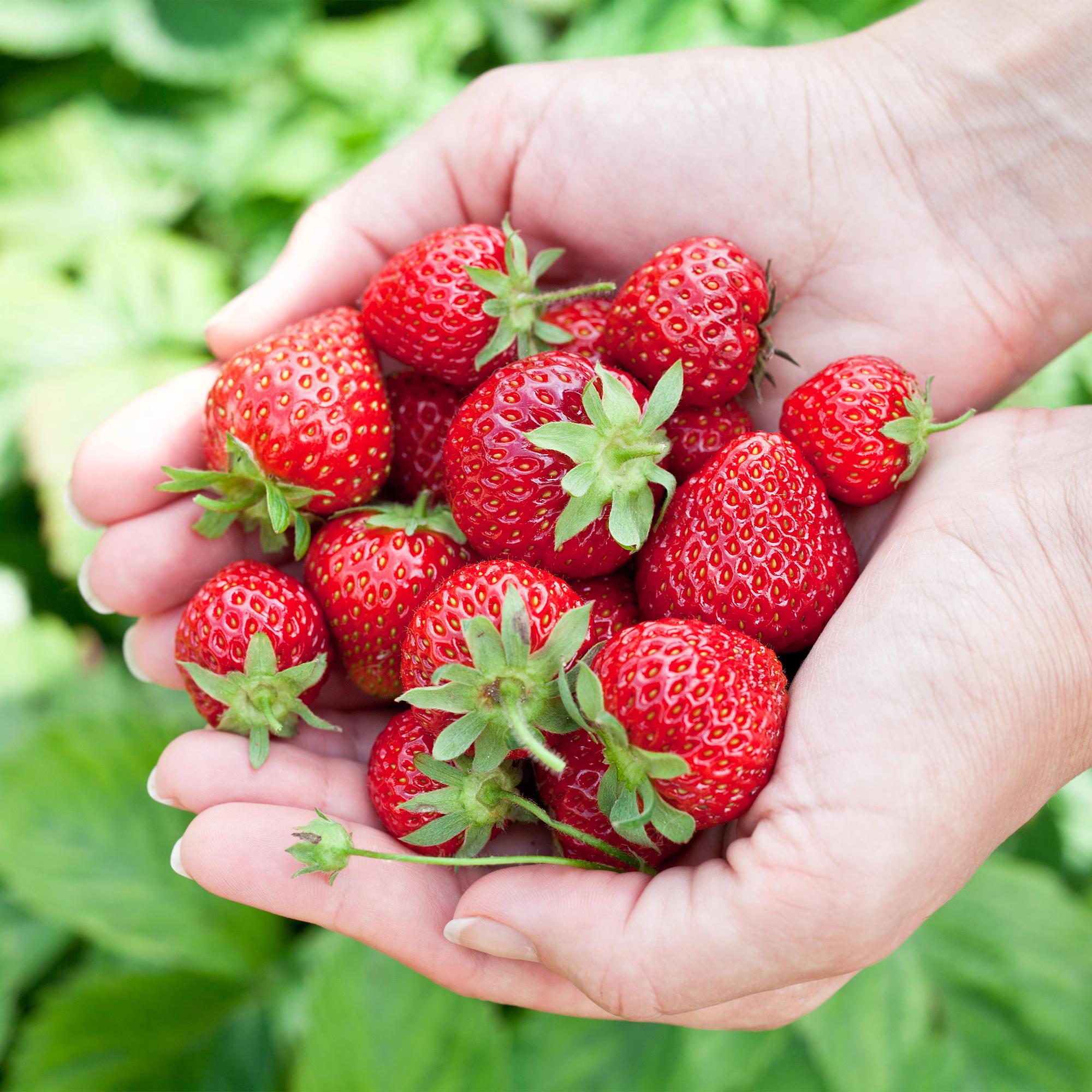 Aardbei - Fragaria Elvira - Winterhard - 6 Planten - Pot 9 cm - Rode Aardbei