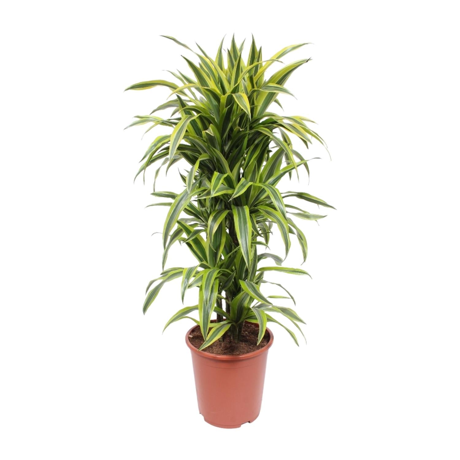 Dracaena Citron Vert - Ø27cm - ↕110cm