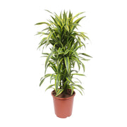 Dracaena Citron Vert - Ø27cm - ↕110cm