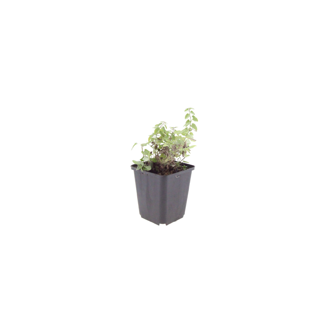 12x Nepeta faassenii - ↕10-25cm - Ø9cm