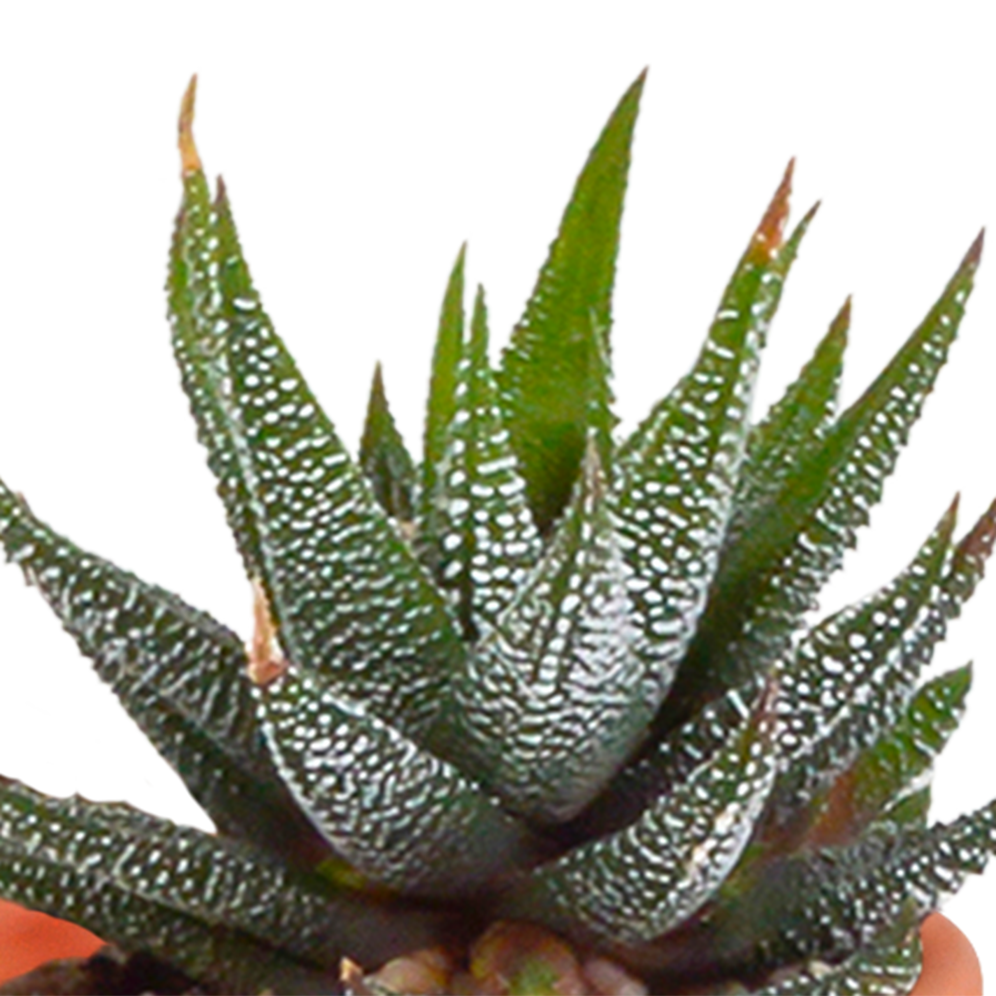 Mix di cactus e piante grasse 5,5 cm | 15 pezzi - in vaso di terracotta