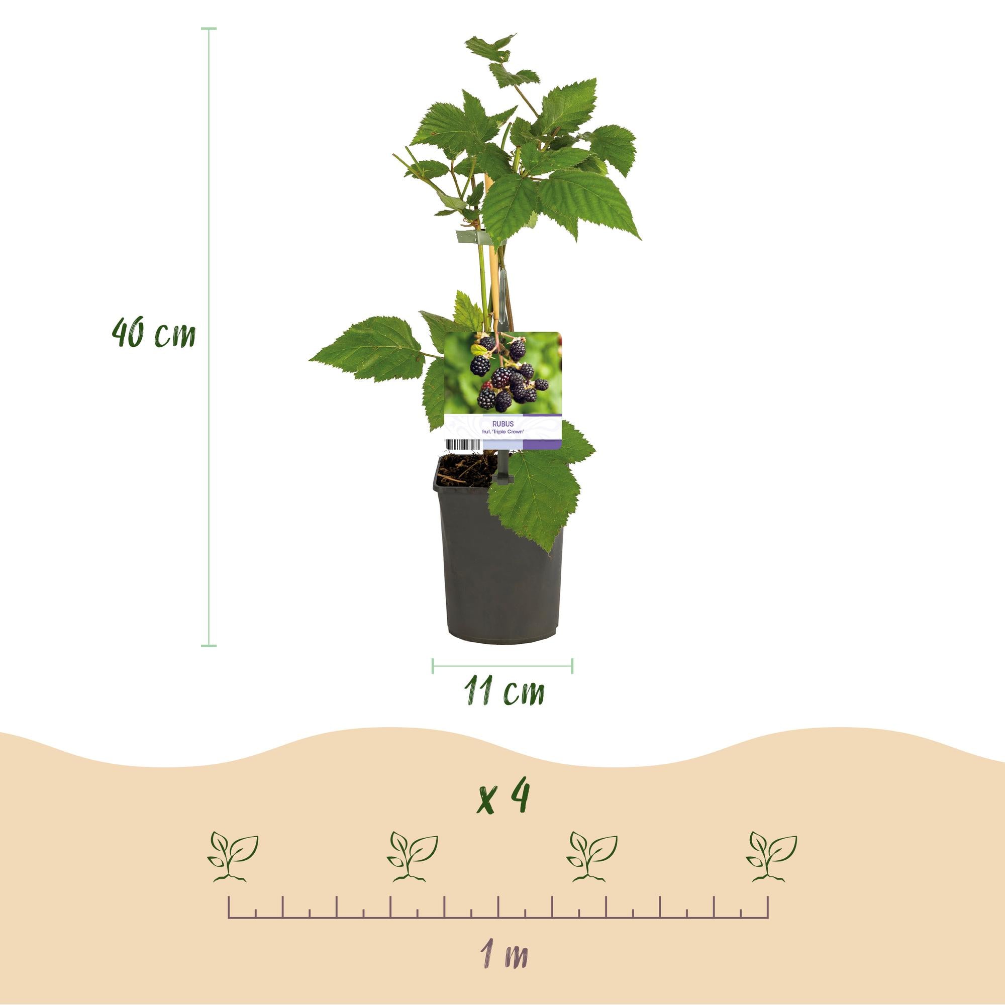 Green boutiQ - Pianta da frutto - Mora - Rubus fruticosus Triple Crown - Mora - Senza spine - 2 piante - Vaso 11 cm Altezza 40 cm