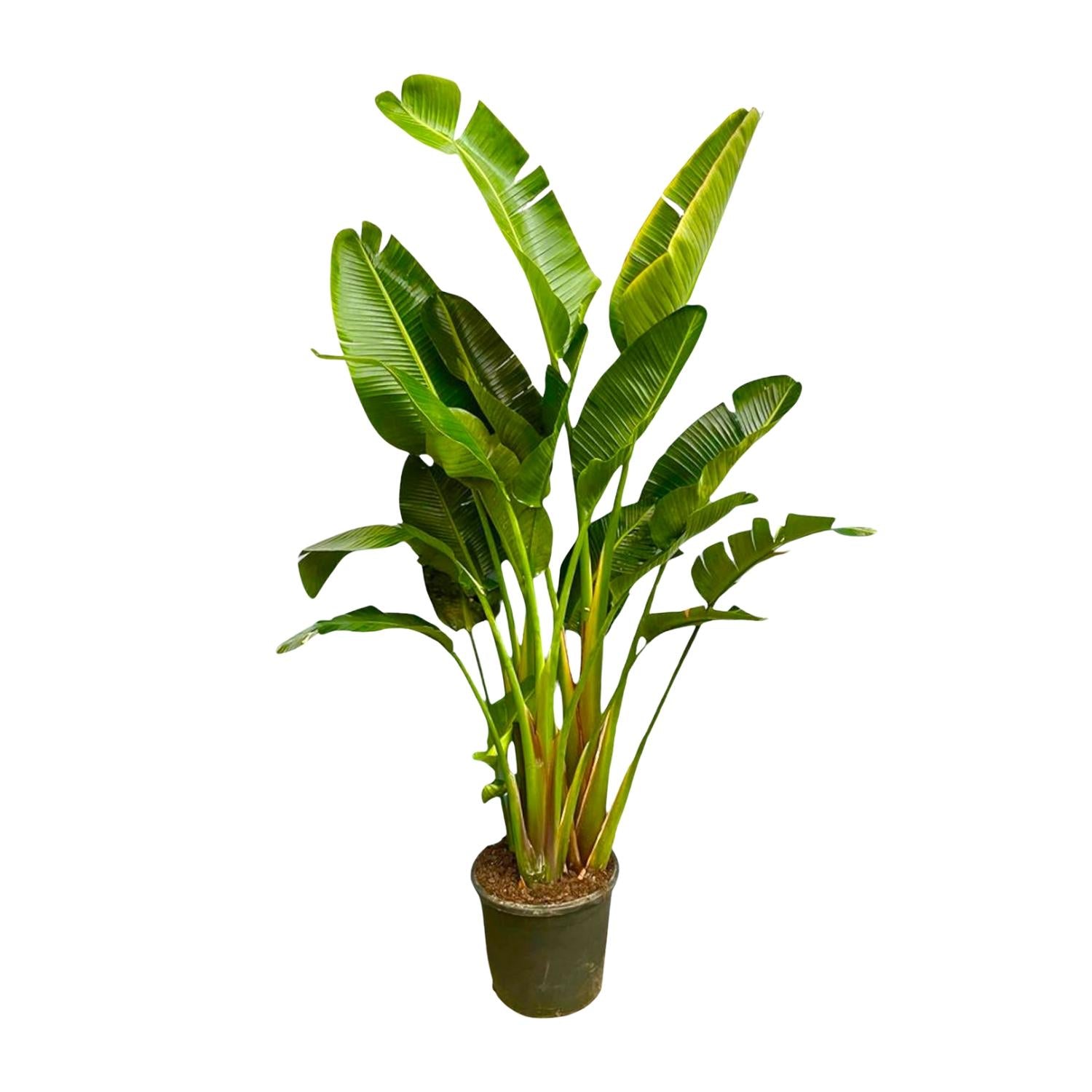 Strelitzia Augusta multi-tronc XXL - 250 cm - ø30-40