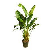 Strelitzia Augusta multi-tronc XXL - 250 cm - ø30-40