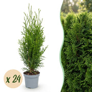 Thuja occidentalis Smaragd - Levensboom - 24x - Haagplanten - Groenblijvend - Groen - Pot 9cm - Hoogte 20-30cm
