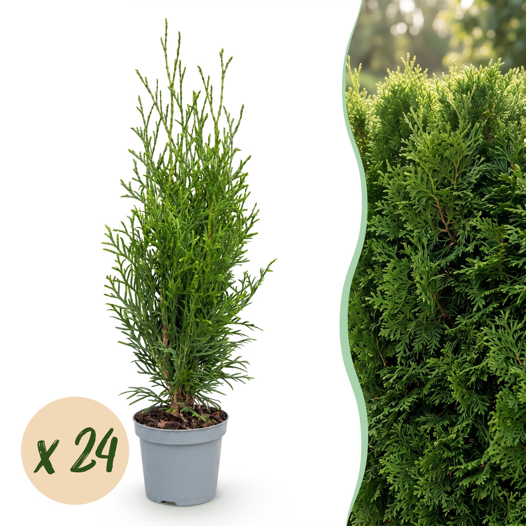 Thuja occidentalis Smaragd - Levensboom - 24x - Haagplanten - Groenblijvend - Groen - Pot 9cm - Hoogte 20-30cm