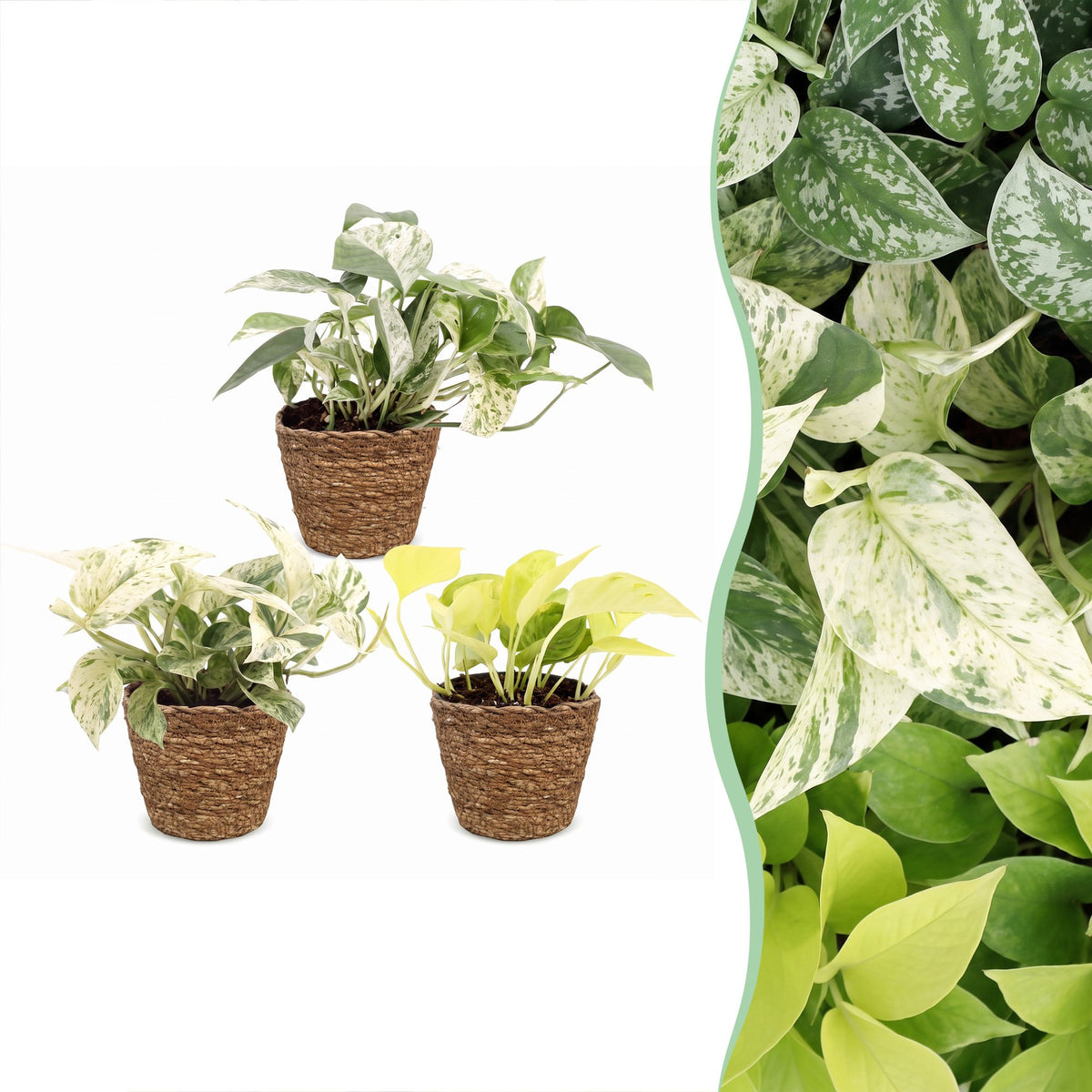 Epipremnum Tricolour 3x - Geel - Groen - Creme - Tropisch - incl. mand - Ø6cm - ↕20-25cm