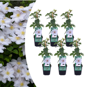 Clematis ‘Miss Bateman’ – P9-Topf – elegante, weiß blühende Kletterpflanze (6 Stück)