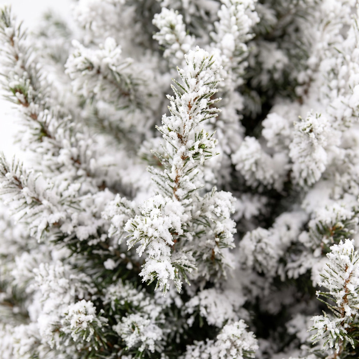 Picea glauca Conica - Kegelspar - Groen - Wit - Kerstboom - Ø19cm - ↕65cm