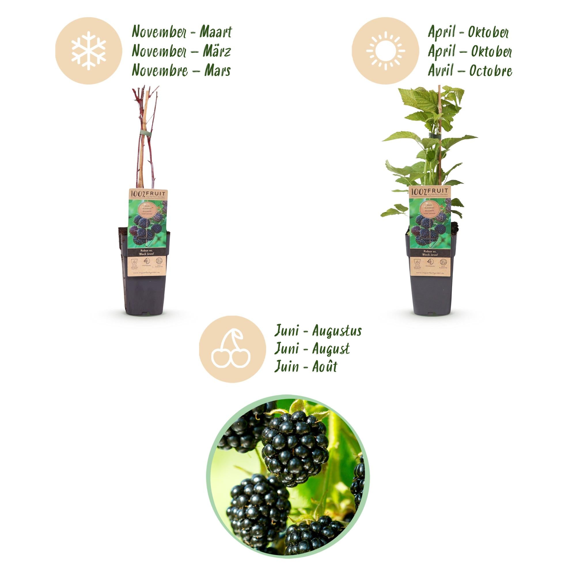 Rubus occ. Black Jewel - Bramenplant - Winterhard - Zwarte Braam - 2 Planten - Pot 15cm - Hoogte 50cm