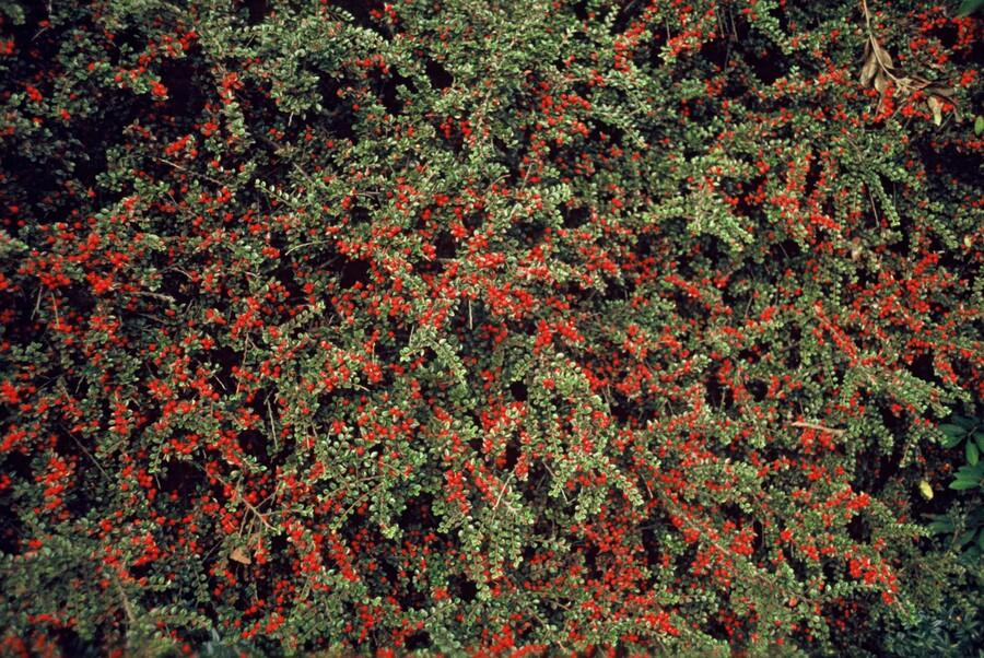 48x Cotoneaster horizontalis - ↕10-25cm - Ø9cm