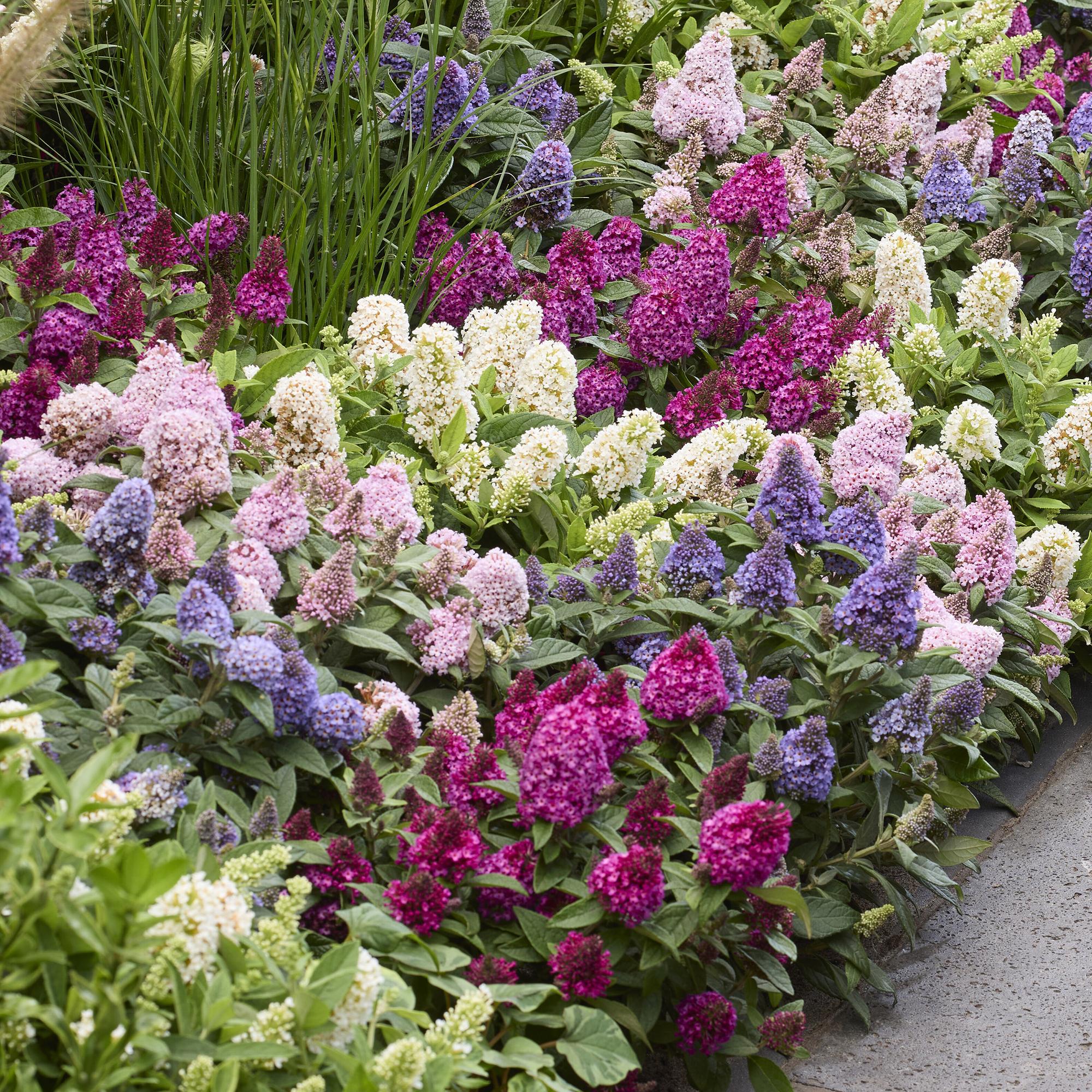 Buddleja davidii Butterfly Candy Little Ruby - Vlinderstruik - Compact - Rood - 1 Plant - Pot 12cm - Hoogte 20-25cm