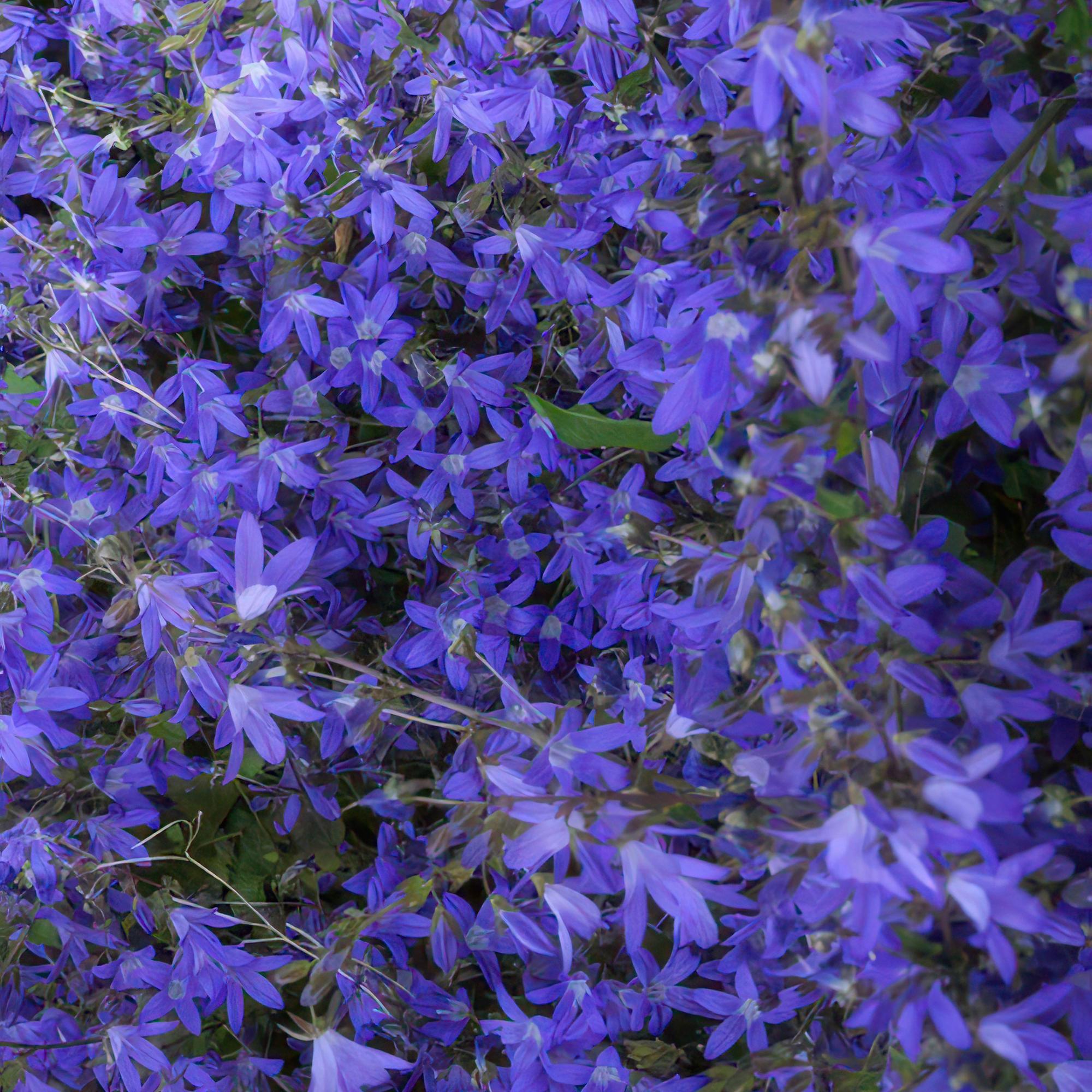 48x Campanula poscharskyana 'Stella' - ↕10-25cm - Ø9cm