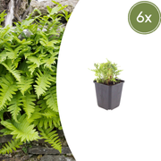6x Polypodium vulgare - ↕10-25cm - Ø9cm