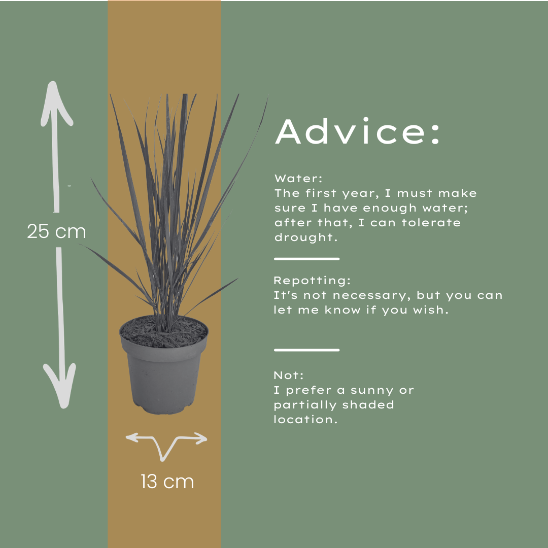 6x Panicum virgatum ‘Northwind’ – Sterk opgaand siergras met strakke groeivorm | Potmaat 12 cm
