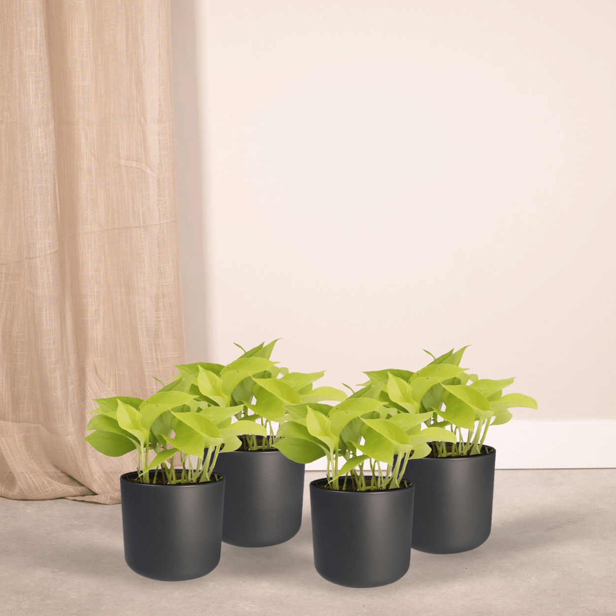 Epipremnum Golden Pothos (Scindapsus) - 4 pièces - Ø12cm - ↕15cm