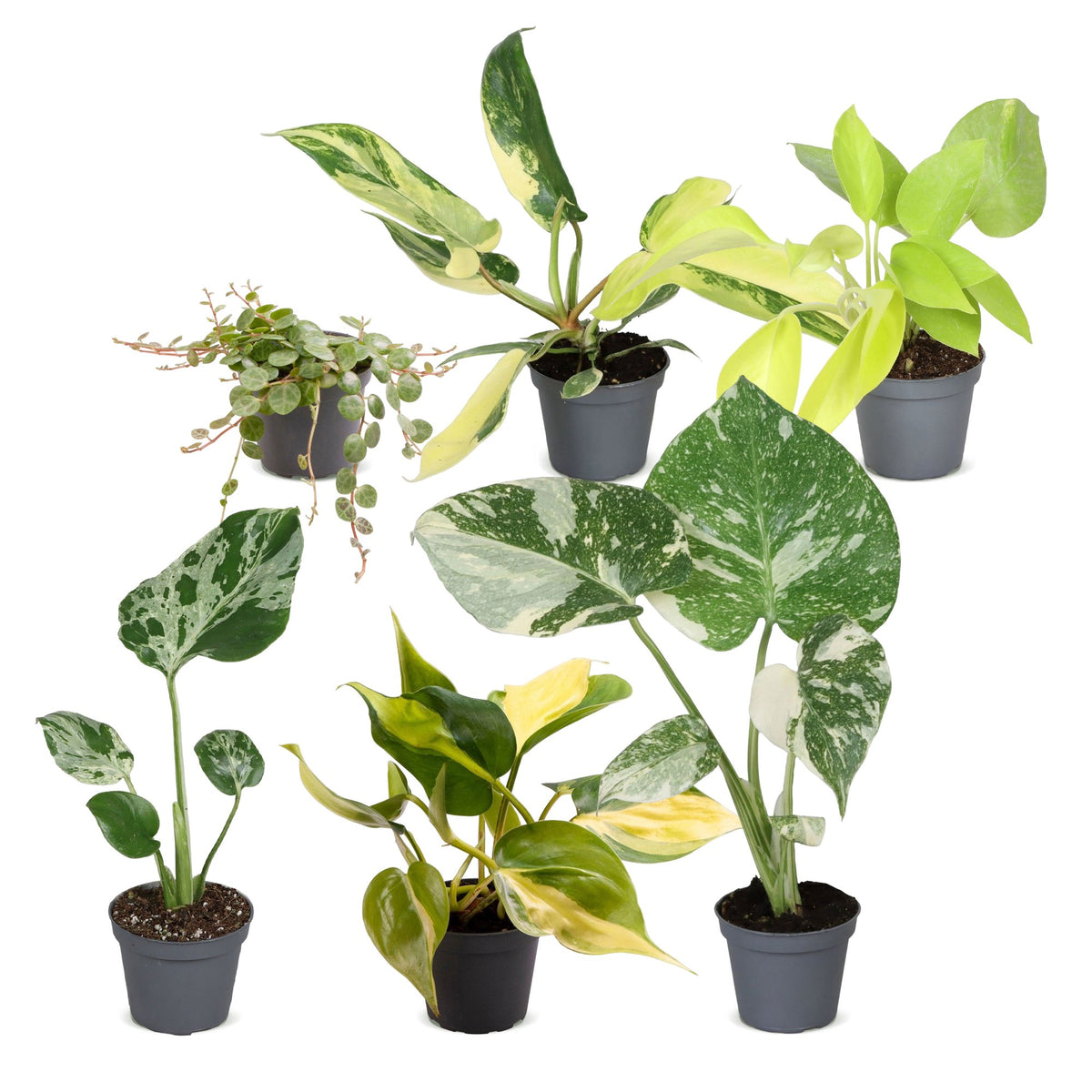 Baby Planten Tropical Mix - Diversen 6x - Tropisch - Ø6cm - ↕10-15cm
