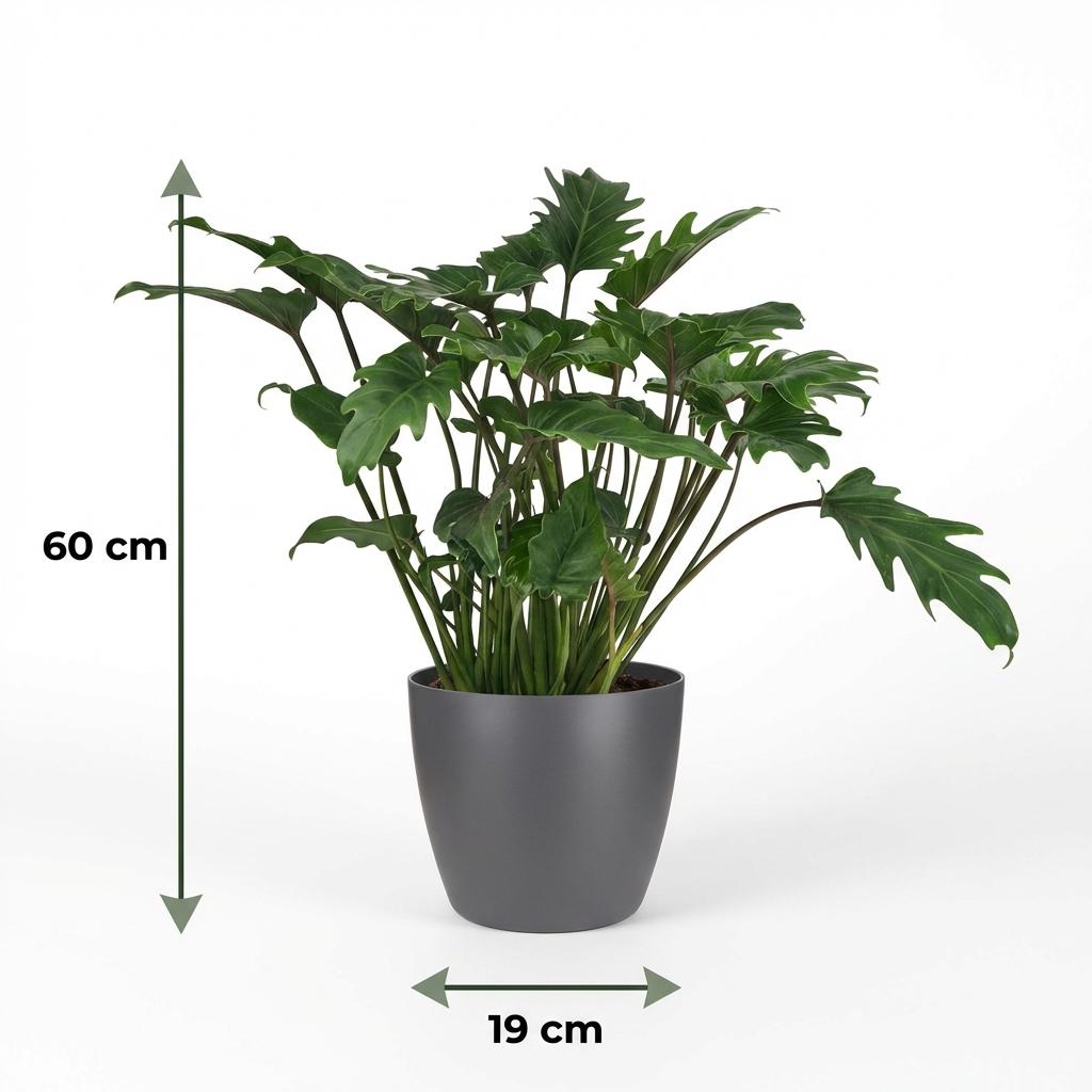 Philodendron Xanadu - Groen - Weinig onderhoud - 1 Plant - met Potter Grijs - Pot 19cm - Hoogte 60cm