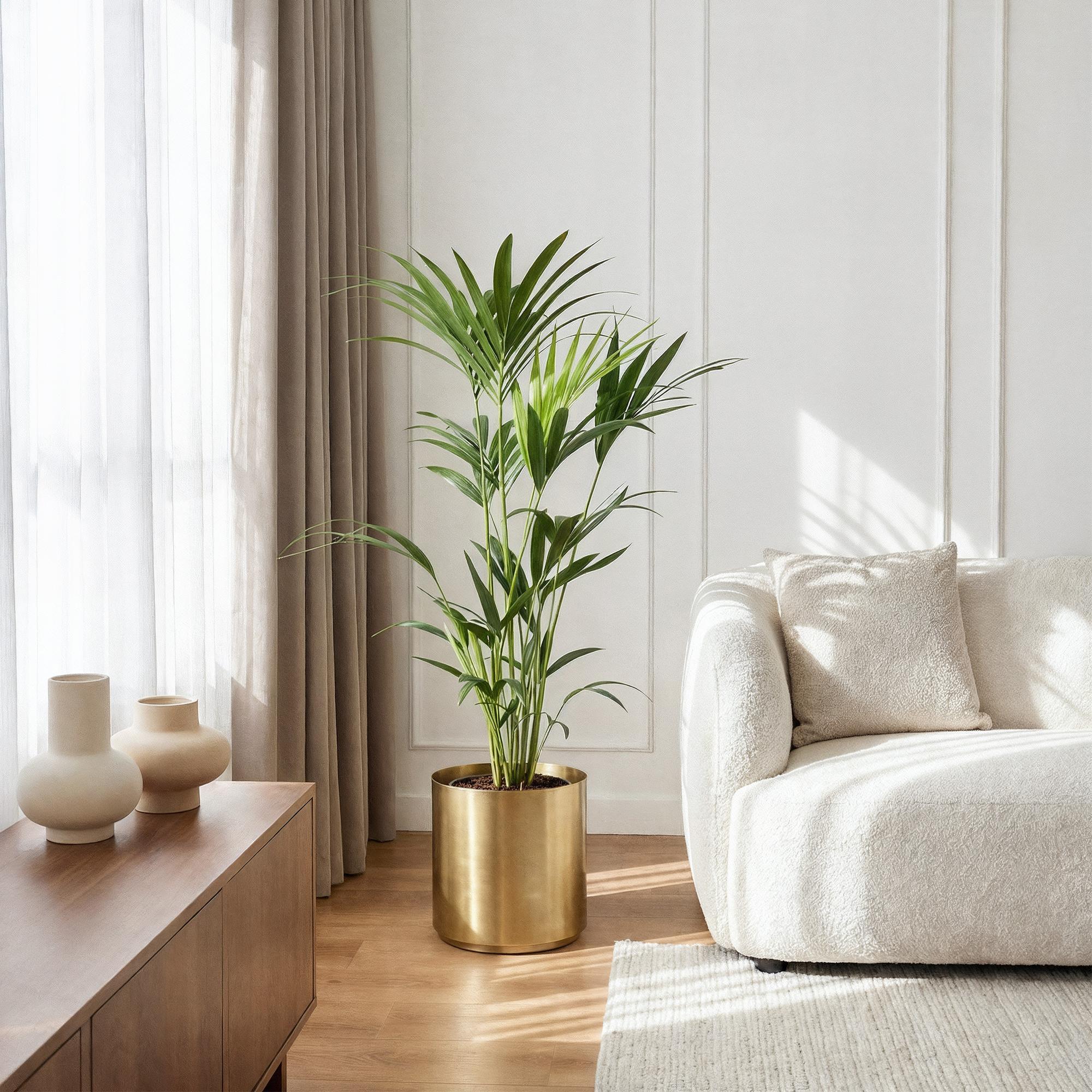 Howea Forsteriana - Kentia Palm - Weinig Onderhoud - Groen - 2 planten - Pot 21cm - Hoogte 120-130cm