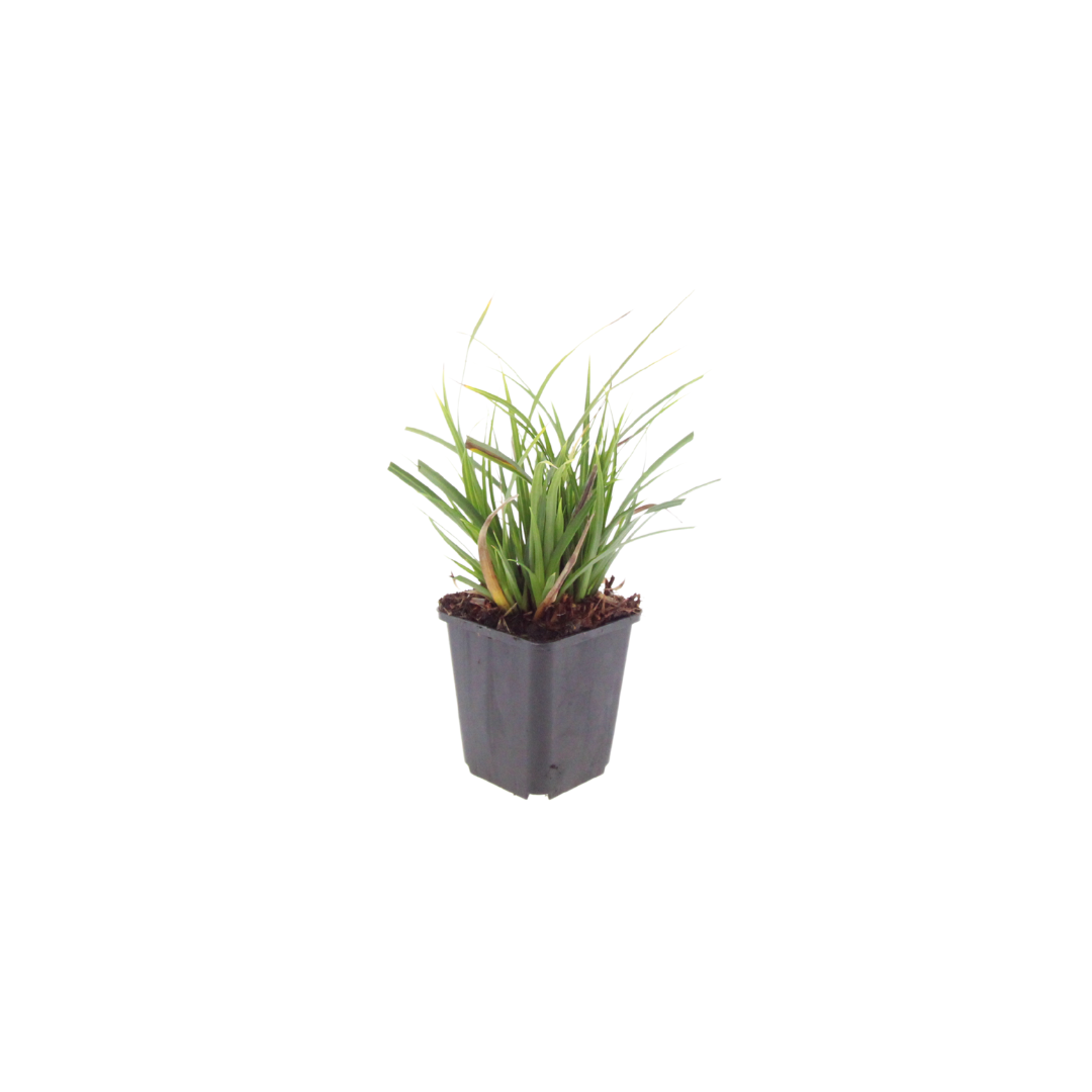 48x Carex morrowii - ↕10-25cm - Ø9cm