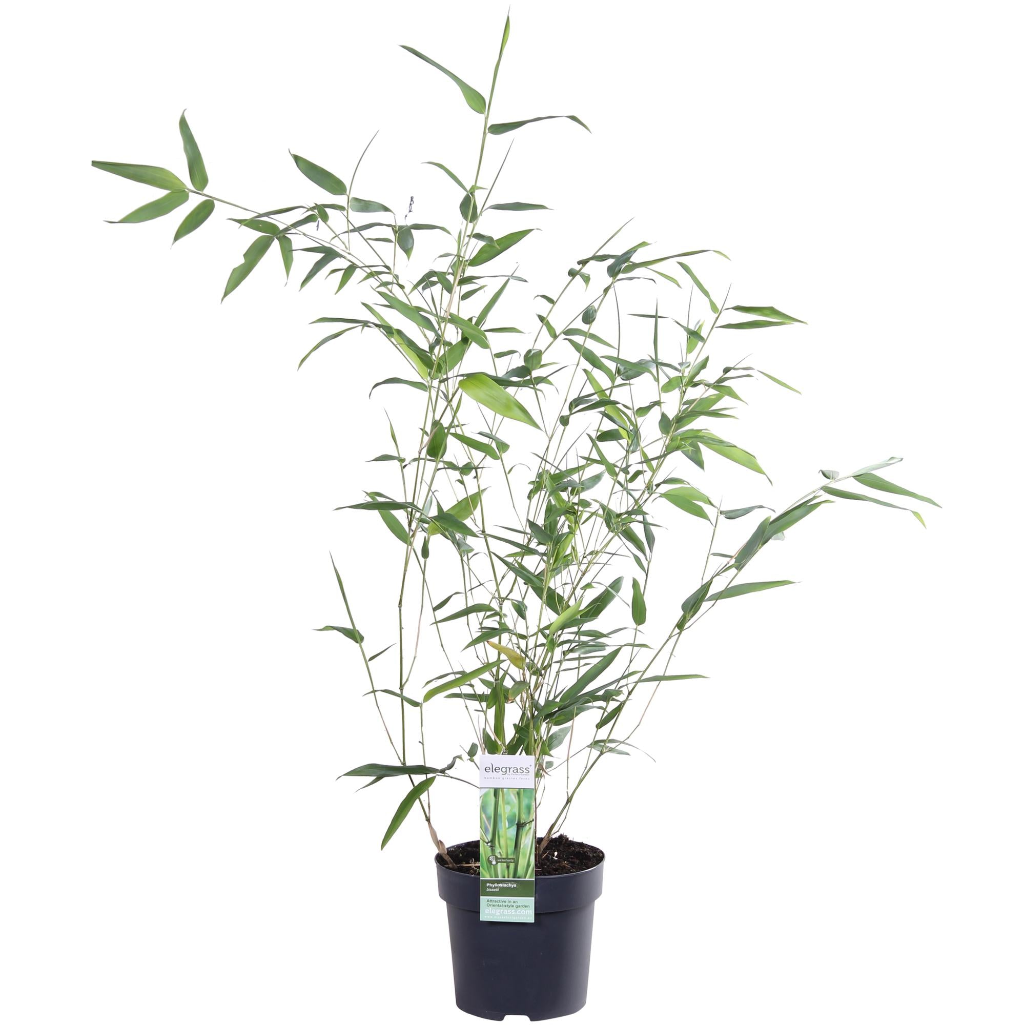 Phyllostachys 'Bissetii' - Bambù a stelo verde - Ø14cm - ↕100cm