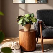 Maranta Fascinator Silverband - Gebedsplant - Huisdiervriendelijke Plant - Groen - 2 Planten - met Mand - Pot 12cm - Hoogte 25cm
