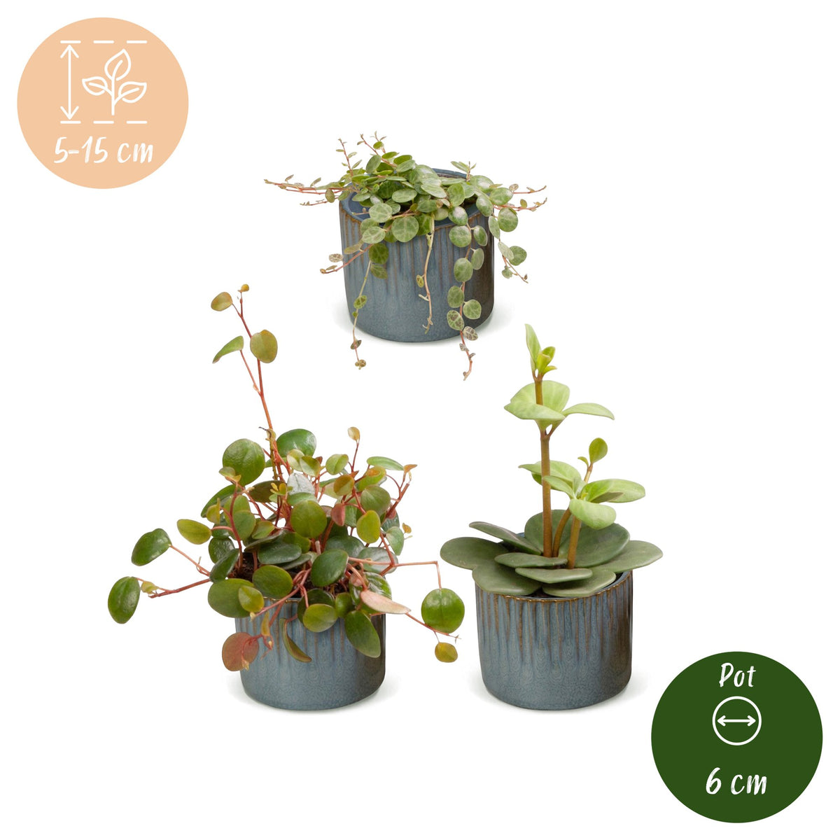 Baby Peperomia Mix 3x - Groen - Rood - Tropisch - incl. Linnea Misty Blue - Ø6cm - ↕5-15cm