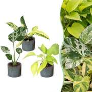 Baby Planten Tropical Mix - Diversen 3x - Tropisch - incl. Linnea Misty Blue - Ø6cm - ↕10-15cm
