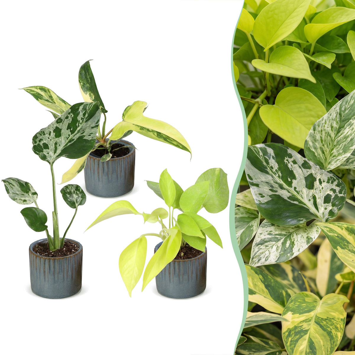 Baby Planten Tropical Mix - Diversen 3x - Tropisch - incl. Linnea Misty Blue - Ø6cm - ↕10-15cm