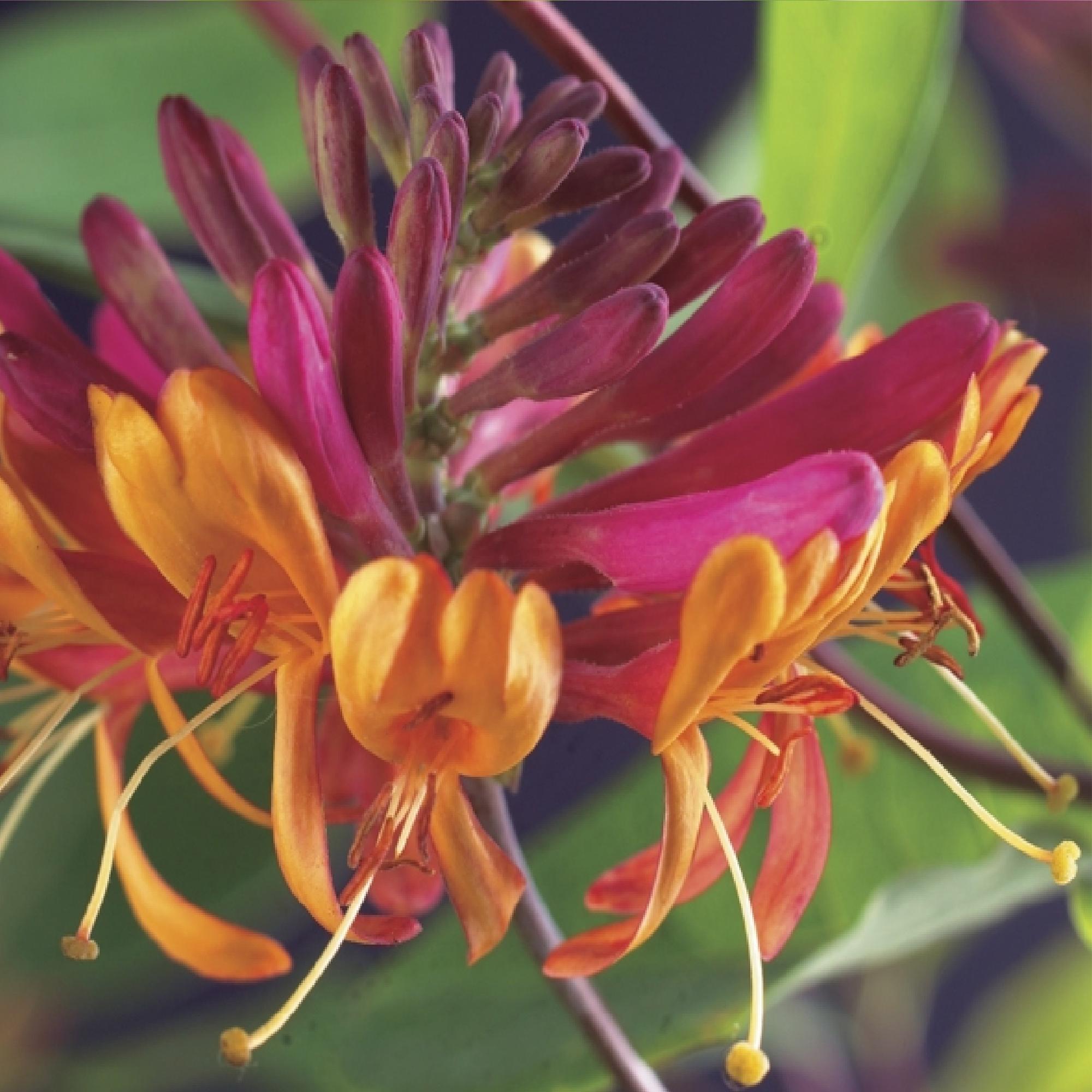 Klimplanten Rainbow - Clematis montana Rubens  Hedera helix lonicera Goldflame Campsis madame Galen   - Jaarrond kleur - 4 planten - Pot 11cm Hoogte 40cm